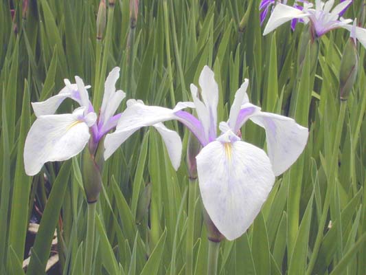 �h�N�g����X