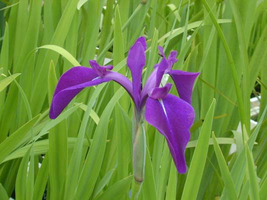 �i�[�X�]��