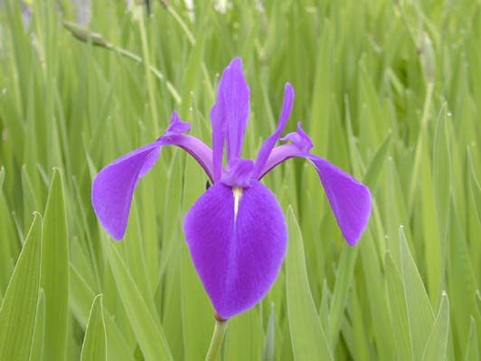 ���炱���