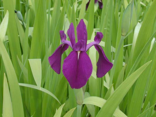 ���炭��Ȃ�