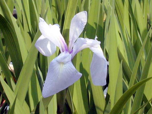 ���ԃJ�L�c�o�^