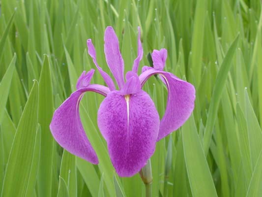 ���̂�����