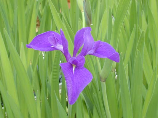 ���肱���