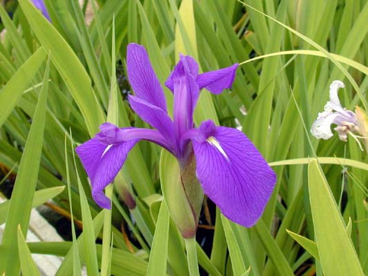 �ߕ��S�}�z�V